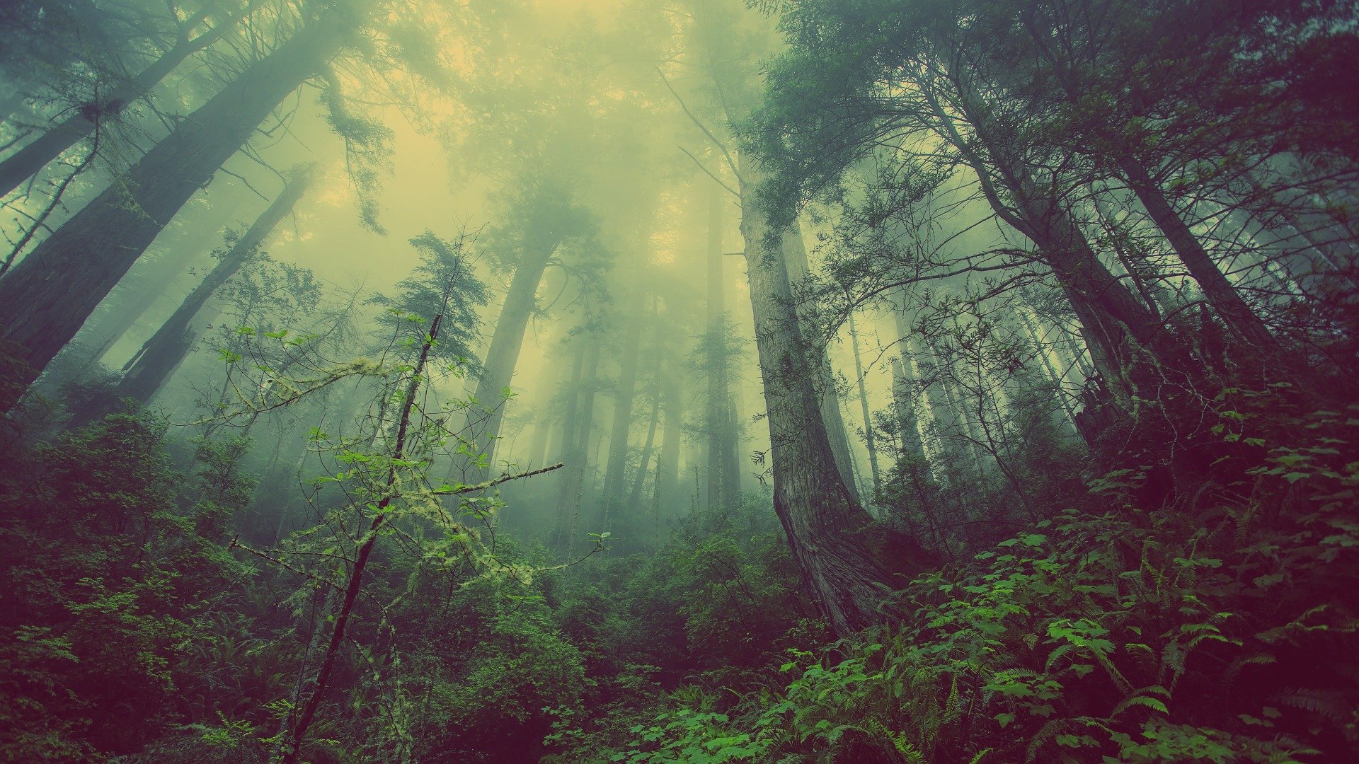 This World Environment Day, it’s Time for Nature